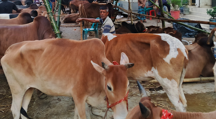ফার্মমুখী হচ্ছেন রাজধানীর ক্রেতারা, বিপাকে প্রান্তিক গরু বিক্রেতারা